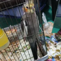 سلام یه دونه عروس هلندی خیلی خوشگل سرحال