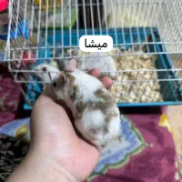 تعدادی همستر زیبا و باهوش|موش و خرگوش|تهران, حبیب الله|دیوار