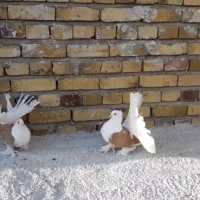 کبوتر تزینی دمچتری|پرنده|تهران, پردیسان|دیوار