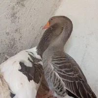 غاز