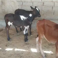 گوساله