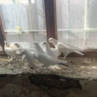 کبوتر رنگی|پرنده|بستان آباد, |دیوار