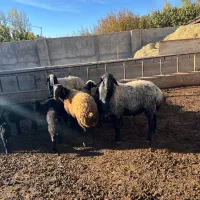 قوچ شال اصیل|حیوانات مزرعه|ماهدشت, |دیوار