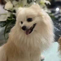 یک عدد سگ نر پامرین|سگ|کرج, عظیمیه|دیوار