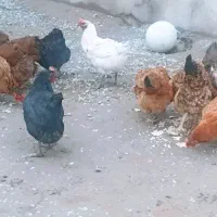 مرغ محلی تخم گذار