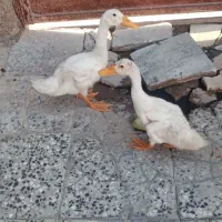 دوعدد اردک هرکدوم۳۰۰