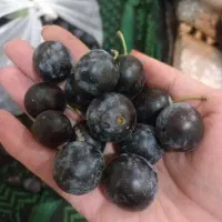 الو سیاه درجه یک
