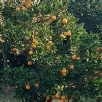 فروش پرتقال تامسون سردرختی