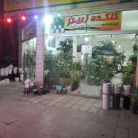 انواع گل های اپارتمانی باغچه ای و...|گل و گیاه طبیعی|بروجرد, |دیوار