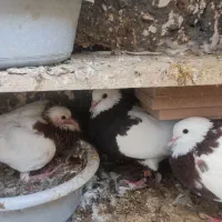 طوقی مولد|پرنده|بندرعباس, |دیوار