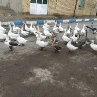 فروش تعدادی غوغاز سالم وچاق وتخم گذار|حیوانات مزرعه|خمین, |دیوار