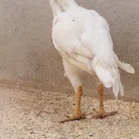 ۵عددلاری اصیل ..توضیحات آگهی تااخربخوانید