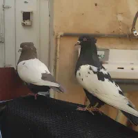 جفت سینه|پرنده|مرودشت, ابوذر شمالی‎|دیوار