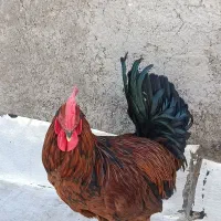 خروس جوان