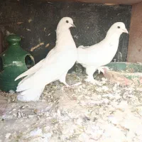 چهار جفت کفتر پرشی تزیینی رواعب جوجه حندقی|پرنده|قم, شهرک مهدیه (مدرس)|دیوار