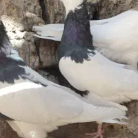 تعدادی طوق سیاه و سرکه ای|پرنده|کوهبنان, |دیوار