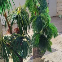 دو عدد درختچه