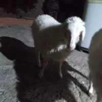 بره۵۰روزنرکیلوی۳۵۰هزارتومان۲۲کیلوی