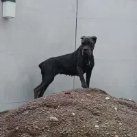 کنکورسو ماده|سگ|رشت, منظریه|دیوار