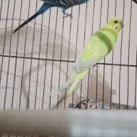 یک جفت مرغ عشق مولد و یک عدد عروس هلندی نر|پرنده|بندر ماهشهر, |دیوار