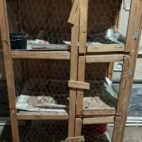 کبوتر|پرنده|تهران, سبلان (لشگر)|دیوار