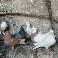 20 عدد کبوتر پرشی