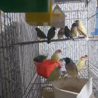 فنج گلدین همه بالغ|پرنده|فومن, |دیوار