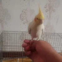 عروس هلندی دستی