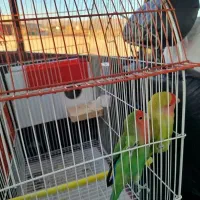 جفت طوطی برزیلی مولد