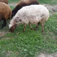 با برگه آزمایش همو