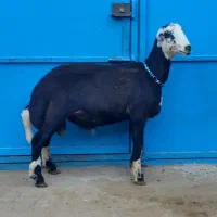 قوچ و میش|حیوانات مزرعه|گرگان, |دیوار