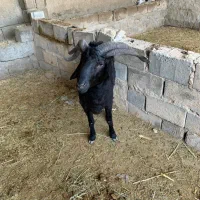 قوچ|حیوانات مزرعه|چمران, |دیوار