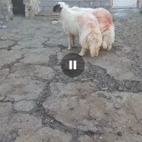 بره قوچی سنجابی