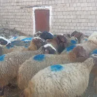 گوسفندآبستن|حیوانات مزرعه|مریوان, |دیوار