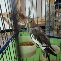 فروش عروس هلندی