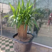 یوکا تنه دار بزرگ
