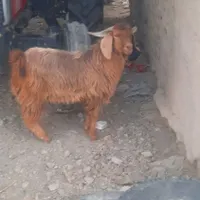 ۱۶۰۰۰۰۰۰۰|حیوانات|سراوان, |دیوار