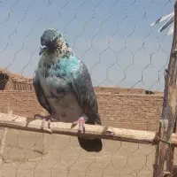 کفتر پرشی تیر|پرنده|تهران, اتحاد|دیوار