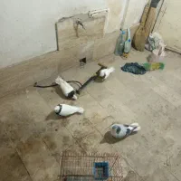 کفتر|پرنده|بجنورد, |دیوار