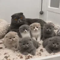 اسکاتیش ژاپنی/ دبل فولد وارداتی