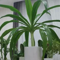 گل آپارتمانی سرحال و زیبا