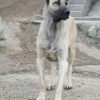 توله سرابی نر