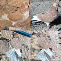 15 عدد کفتر پرشی ساعت سنگین .|پرنده|اردکان, |دیوار