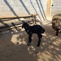 بره شیری افشاری|حیوانات مزرعه|لردگان, |دیوار