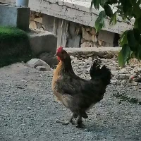 مرغ و خسی جوجه محلی