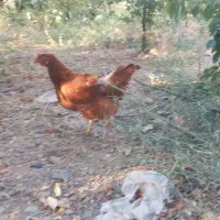 مرغ ژاپنی