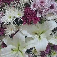 گل یک روزه|گل و گیاه طبیعی|تبریز, |دیوار