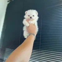 پامرانین عروسکی قیمت ۶۵۰۰/|سگ|کرج, گوهردشت|دیوار