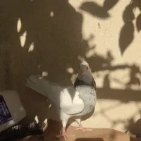 معاوظه با طوق زرد ماده