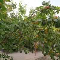 فروش باغ 500متری علیشاهدان|فروش خانه و ویلا|پیر بکران, |دیوار